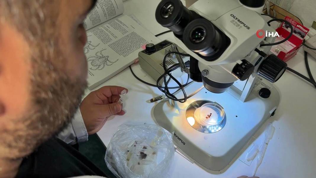 Bu mevsimde kamp yapanlar şimdi yandı: Sayısı hızla artıyor! Uzman isim uyardı, bunun şakası yok 8